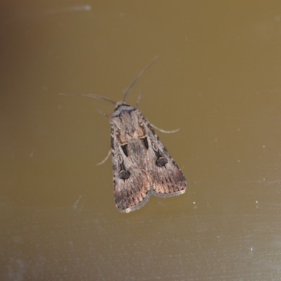 Agrotis munda (Brown Cutworm) at Wamboin, NSW - 3 Jan 2020 by natureguy