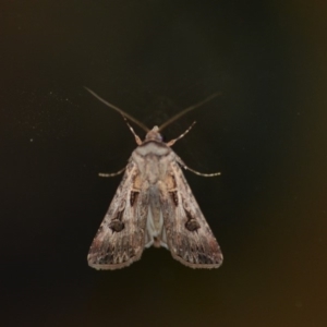 Agrotis munda at Wamboin, NSW - 4 Jan 2020 02:38 AM