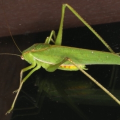 Caedicia simplex (Common Garden Katydid) at Lilli Pilli, NSW - 16 Jan 2020 by jb2602