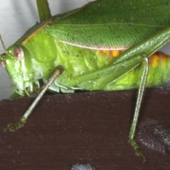 Caedicia simplex at Lilli Pilli, NSW - 16 Jan 2020