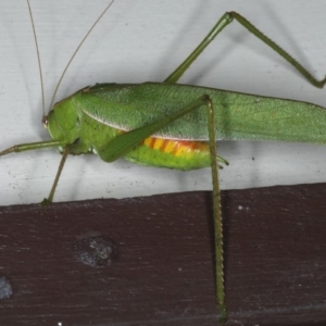 Caedicia simplex at Lilli Pilli, NSW - 16 Jan 2020