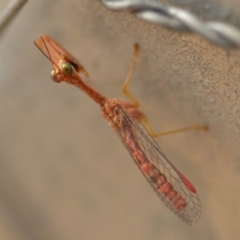 Mantispidae (family) (Unidentified mantisfly) at Wamboin, NSW - 4 Jan 2020 by natureguy