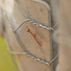 Mantispidae (family) at Wamboin, NSW - 4 Jan 2020