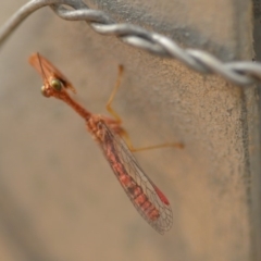 Mantispidae (family) at Wamboin, NSW - 4 Jan 2020 02:30 PM