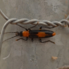 Copidita sloanei (A false blister beetle) at QPRC LGA - 4 Jan 2020 by natureguy