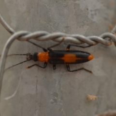 Copidita sloanei (A false blister beetle) at Wamboin, NSW - 4 Jan 2020 by natureguy