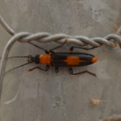Copidita sloanei (A false blister beetle) at QPRC LGA - 4 Jan 2020 by natureguy