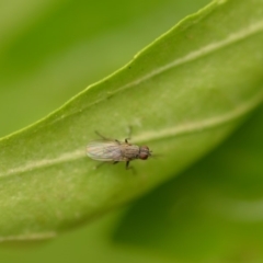 Muscidae (family) (Unidentified muscid fly) at Wamboin, NSW - 4 Jan 2020 by natureguy