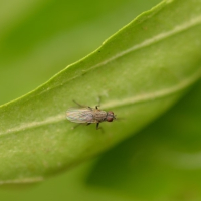 Muscidae (family) (Unidentified muscid fly) at Wamboin, NSW - 4 Jan 2020 by natureguy