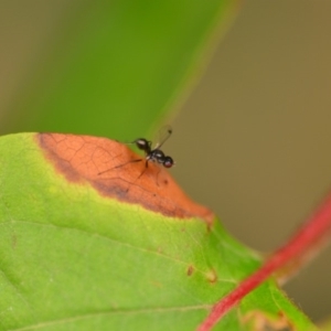 Sepsidae (family) at Wamboin, NSW - 4 Jan 2020