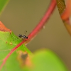 Sepsidae (family) at Wamboin, NSW - 4 Jan 2020