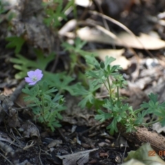 Geranium solanderi (Native Geranium) at Weston, ACT - 21 Jan 2020 by AliceH