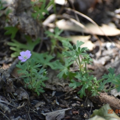 Geranium solanderi (Native Geranium) at Fowles St. Woodland, Weston - 21 Jan 2020 by AliceH