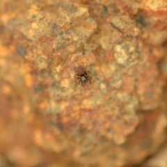 Salticidae (family) (Jumping spider) at Wamboin, NSW - 4 Jan 2020 by natureguy