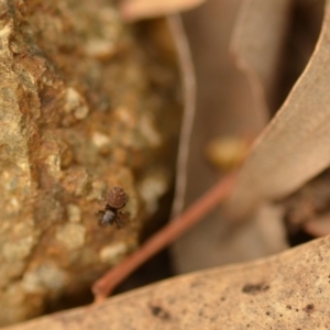 Salticidae (family) at QPRC LGA - 4 Jan 2020