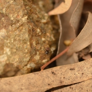 Salticidae (family) at QPRC LGA - 4 Jan 2020