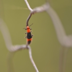 Melyridae (family) (Soft-winged flower beetle) at QPRC LGA - 4 Jan 2020 by natureguy