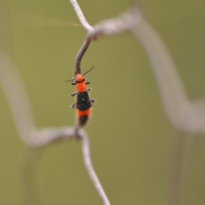 Melyridae (family) (Soft-winged flower beetle) at Wamboin, NSW - 4 Jan 2020 by natureguy