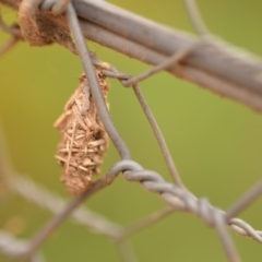 Psychidae (family) IMMATURE (Unidentified case moth or bagworm) at QPRC LGA - 4 Jan 2020 by natureguy