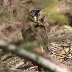 Meliphaga lewinii (Lewin's Honeyeater) at Broulee Moruya Nature Observation Area - 20 Jan 2020 by LisaH