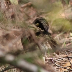 Meliphaga lewinii at Moruya, NSW - 21 Jan 2020