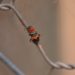 Dicranolaius bellulus (Red and Blue Pollen Beetle) at QPRC LGA - 4 Jan 2020 by natureguy