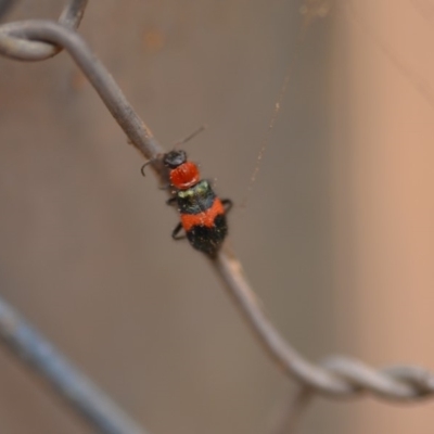 Dicranolaius bellulus (Red and Blue Pollen Beetle) at Wamboin, NSW - 4 Jan 2020 by natureguy