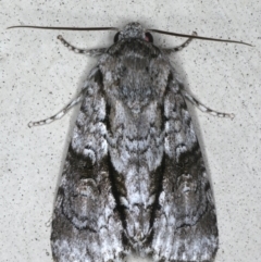 Craniophora nodyna (An Acronictin Moth) at Lilli Pilli, NSW - 16 Jan 2020 by jb2602