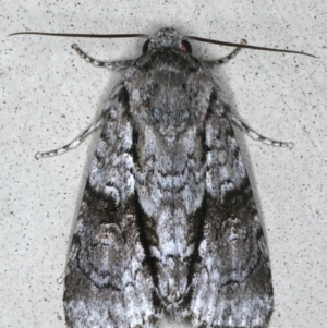 Craniophora nodyna at Lilli Pilli, NSW - 16 Jan 2020