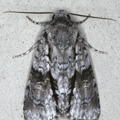 Craniophora nodyna (An Acronictin Moth) at Lilli Pilli, NSW - 16 Jan 2020 by jb2602