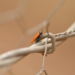 Porrostoma sp. (genus) (Lycid, Net-winged beetle) at Wamboin, NSW - 4 Jan 2020 by natureguy