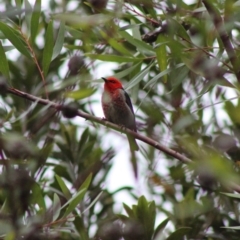 Myzomela sanguinolenta (Scarlet Honeyeater) at Broulee Moruya Nature Observation Area - 20 Jan 2020 by LisaH