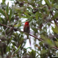 Myzomela sanguinolenta at Moruya, NSW - 20 Jan 2020