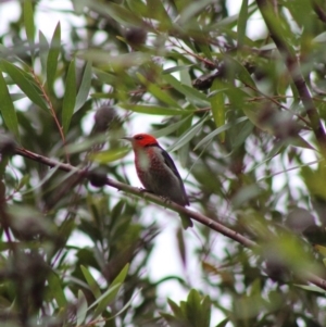 Myzomela sanguinolenta at Moruya, NSW - 20 Jan 2020