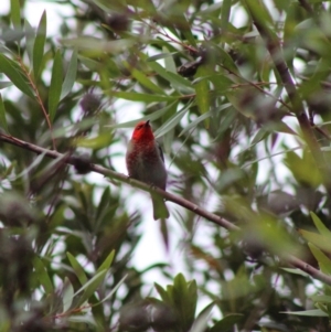 Myzomela sanguinolenta at Moruya, NSW - 20 Jan 2020