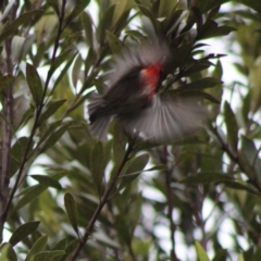 Myzomela sanguinolenta at Moruya, NSW - 20 Jan 2020