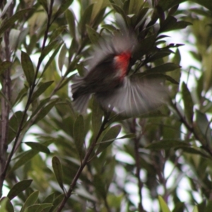 Myzomela sanguinolenta at Moruya, NSW - 20 Jan 2020