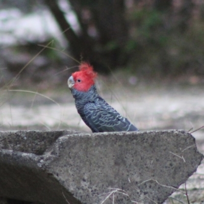 Callocephalon fimbriatum (Gang-gang Cockatoo) at Moruya, NSW - 20 Jan 2020 by LisaH