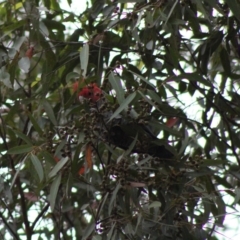 Callocephalon fimbriatum at Moruya, NSW - suppressed