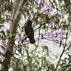 Callocephalon fimbriatum at Moruya, NSW - 20 Jan 2020