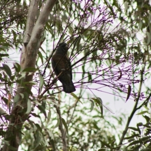 Callocephalon fimbriatum at Moruya, NSW - suppressed