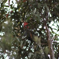 Callocephalon fimbriatum at Moruya, NSW - suppressed