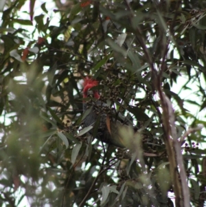 Callocephalon fimbriatum at Moruya, NSW - 20 Jan 2020