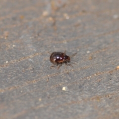 Rhyparida sp. (genus) (Leaf beetle) at Wamboin, NSW - 7 Jan 2020 by natureguy