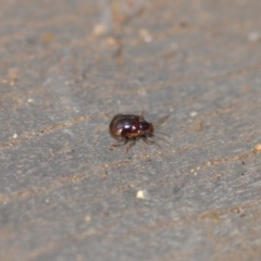 Rhyparida sp. (genus) (Leaf beetle) at Wamboin, NSW - 7 Jan 2020 by natureguy