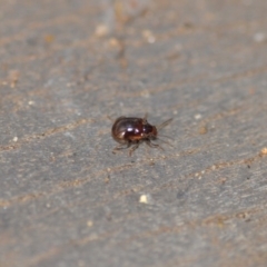 Rhyparida sp. (genus) (Leaf beetle) at QPRC LGA - 7 Jan 2020 by natureguy