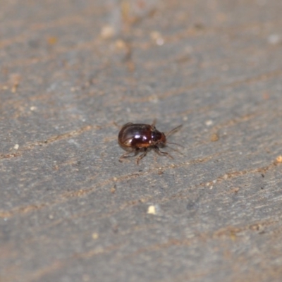 Rhyparida sp. (genus) (Leaf beetle) at QPRC LGA - 7 Jan 2020 by natureguy