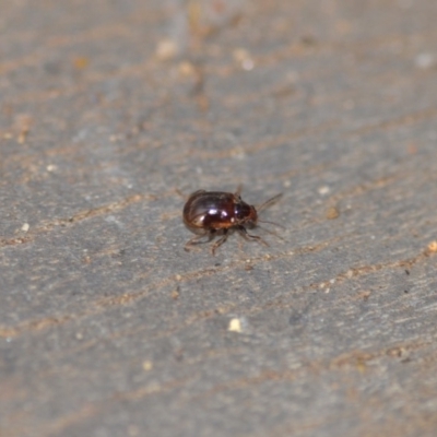 Rhyparida sp. (genus) (Leaf beetle) at Wamboin, NSW - 7 Jan 2020 by natureguy