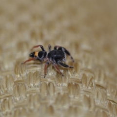 Apricia jovialis (Jovial jumping spider) at Wamboin, NSW - 8 Jan 2020 by natureguy