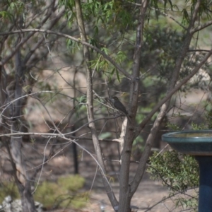 Caligavis chrysops at Wamboin, NSW - 9 Jan 2020